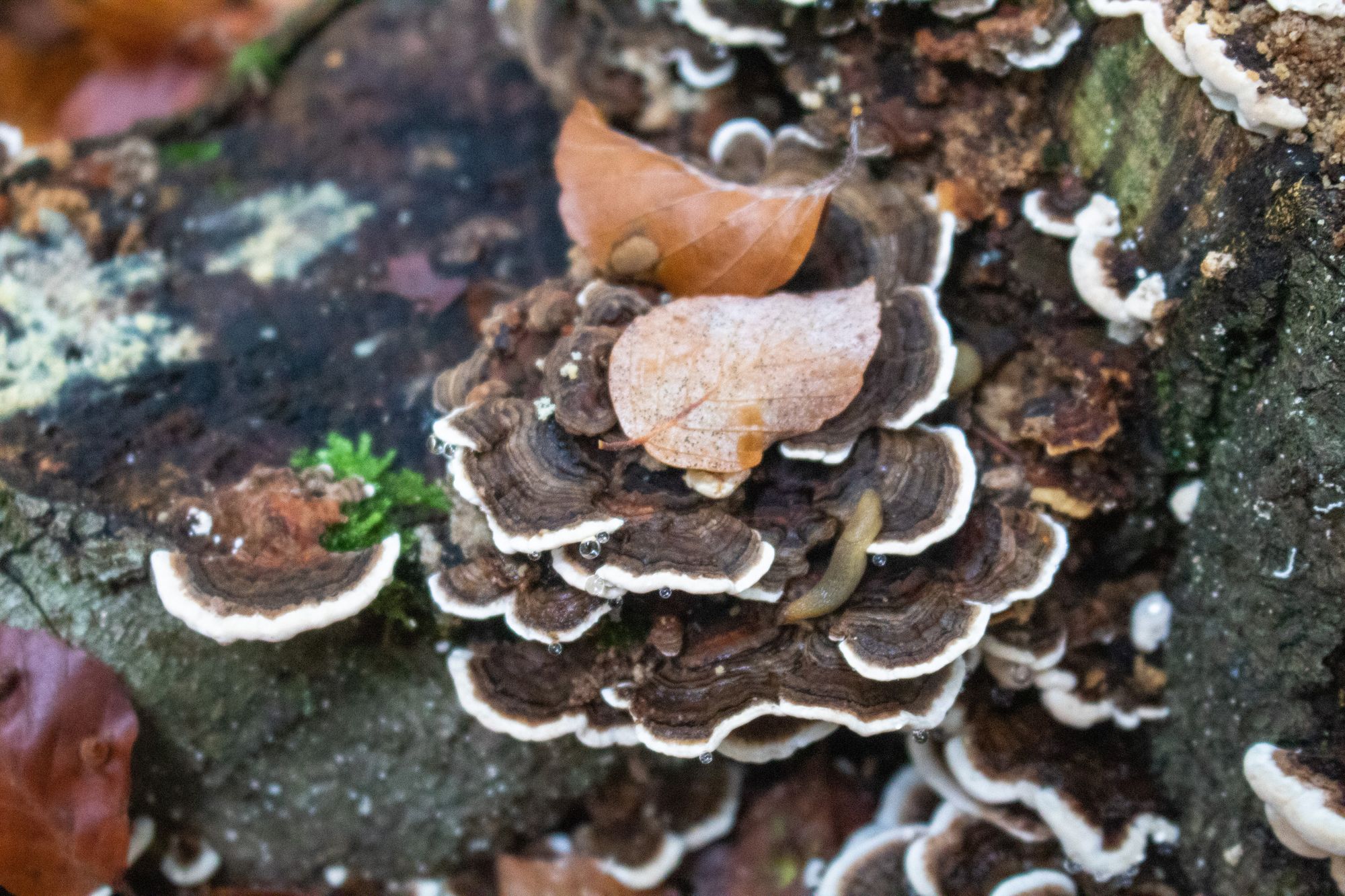 Polypore Mushrooms