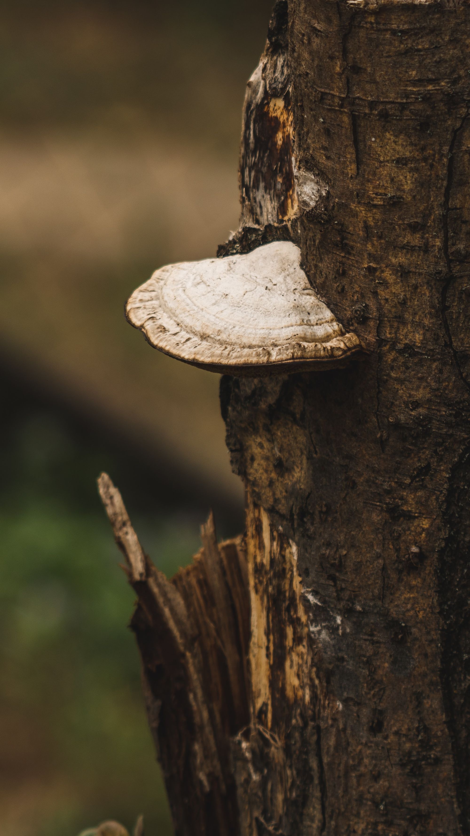 Early Humans & Mushrooms